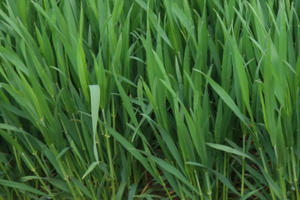 中科糯麦258小麦种简介，适时防治白粉病和赤霉病