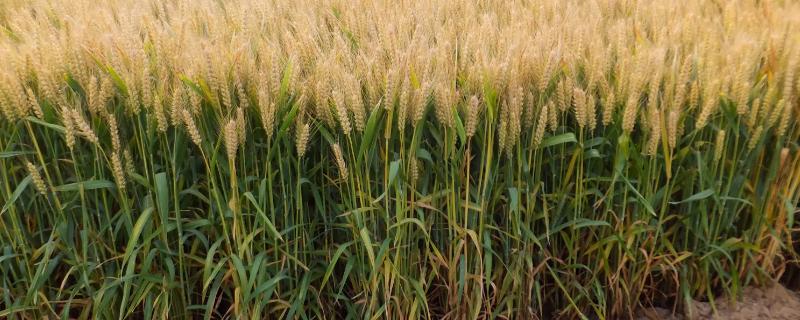 内麦416小麦品种简介，高抗条锈病