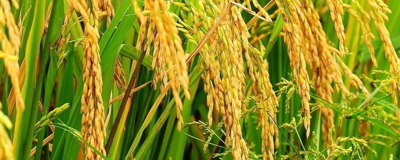 蓉优528水稻品种的特性，综合防治病虫害