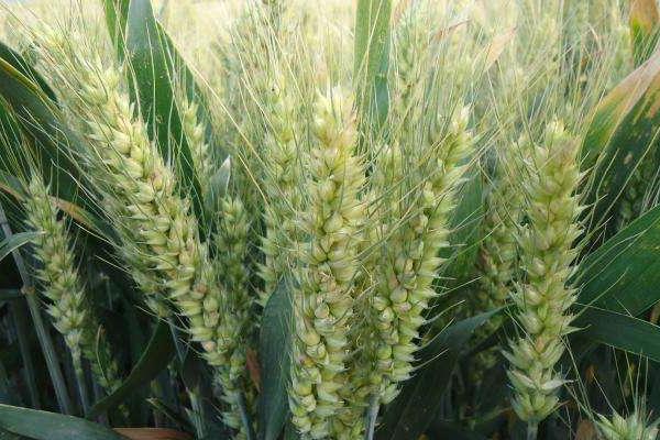 蜀麦1862小麦品种的特性，中抗条锈病