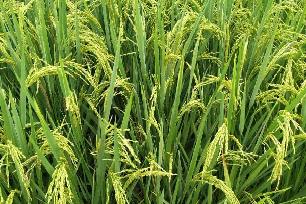 双1优600水稻品种的特性，该品种基部叶叶鞘淡紫色