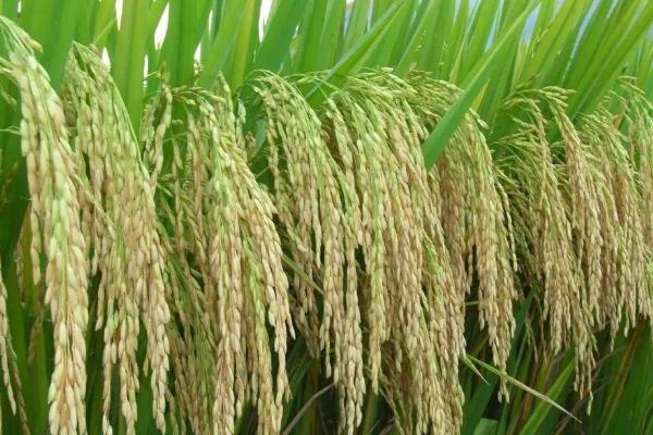 蜀乡优668水稻种子介绍，综合防治病虫害