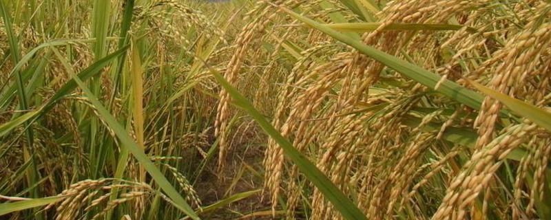 泰丰优10350水稻品种简介，综合防治病虫害