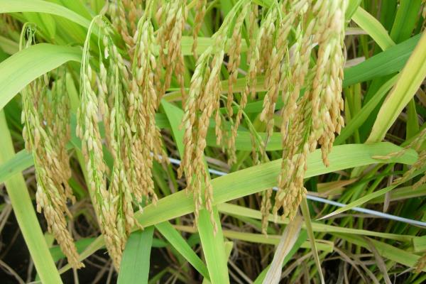 早香优538水稻种简介，该品种基部叶叶鞘绿色