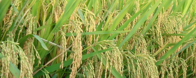 甜香优1306水稻种子介绍，该品种基部叶叶鞘绿色