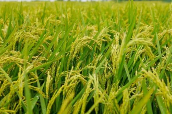 千乡优4336水稻种子特征特性，该品种基部叶叶鞘中等紫色