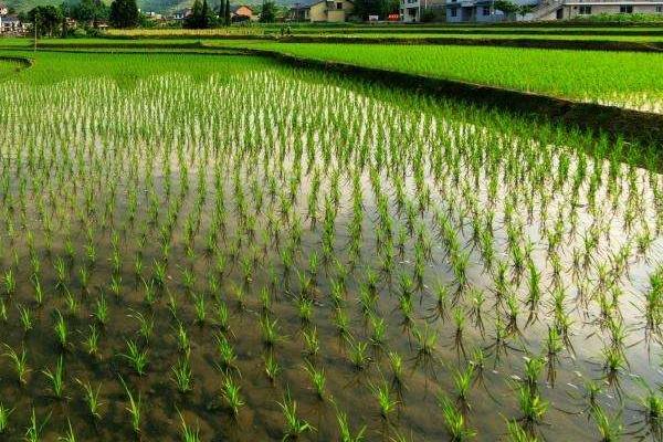 蜀乡优668水稻种子介绍，综合防治病虫害
