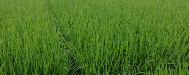 青香优033水稻种子特点，综合防治病虫害