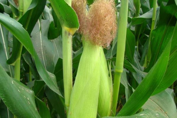 金白玉948（区试名称：金玉948）玉米种子特征特性，中抗灰斑病和大斑病