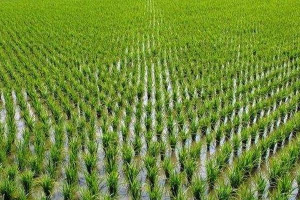 德优6615水稻种简介，该品种基部叶叶鞘绿色