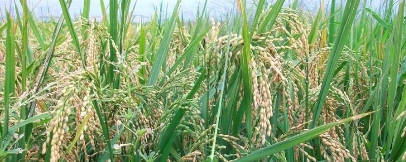 惠和优566水稻品种的特性，该品种基部叶叶鞘绿色