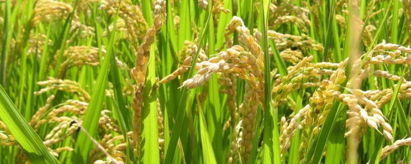 花优7991水稻种简介，该品种基部叶叶鞘绿色