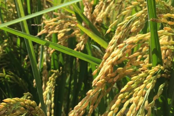 甜香优2727水稻种子介绍，该品种基部叶叶鞘绿色