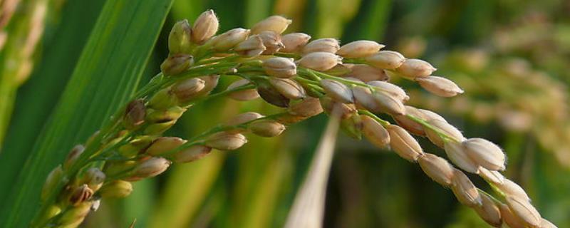 金龙优308水稻种子特点，综合防治病虫害