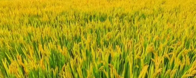 蜀乡优133水稻品种简介，该品种基部叶叶鞘绿色