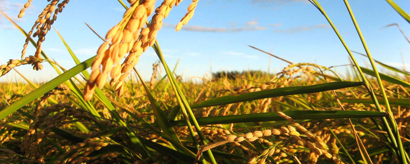 德优6615水稻种简介，该品种基部叶叶鞘绿色