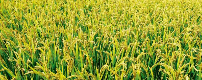 千乡优101水稻种子简介，综合防治病虫害