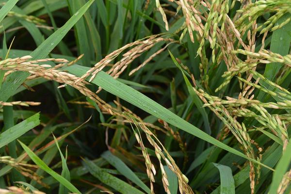 甜香优2727水稻种子介绍，该品种基部叶叶鞘绿色