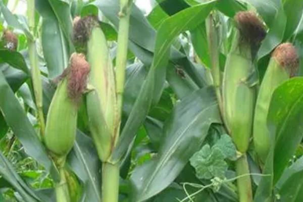 卓白玉9号（区试名称：ZH1904）玉米种子介绍，注意防治病虫害
