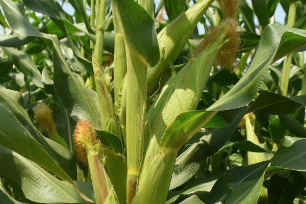 斯达糯51玉米种子特征特性，该品种喜肥水