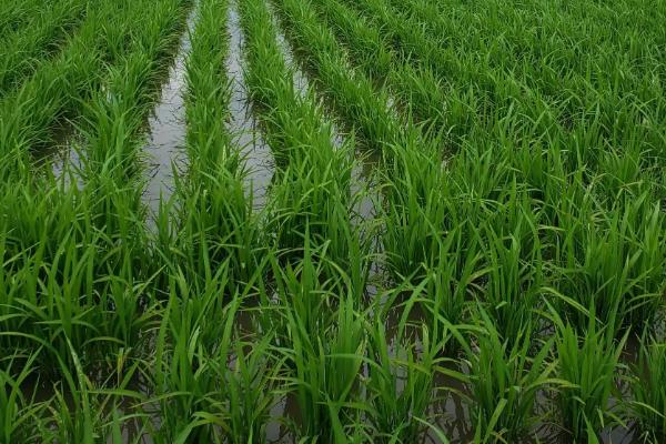 玉龙优4001（区试名称：玉香优4001）水稻品种的特性，同时注意防治稻飞虱
