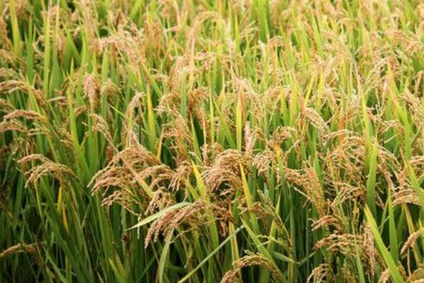 玉龙优4001（区试名称：玉香优4001）水稻品种的特性，同时注意防治稻飞虱