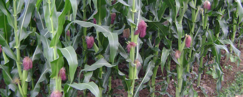 富华168玉米品种简介，春播适宜在4月上旬播种