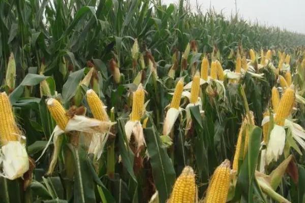德福888玉米种子特征特性，一般在立夏节令播种为宜