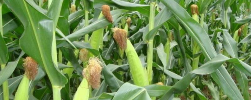 雅禾808玉米品种的特性，每亩用15公斤尿素