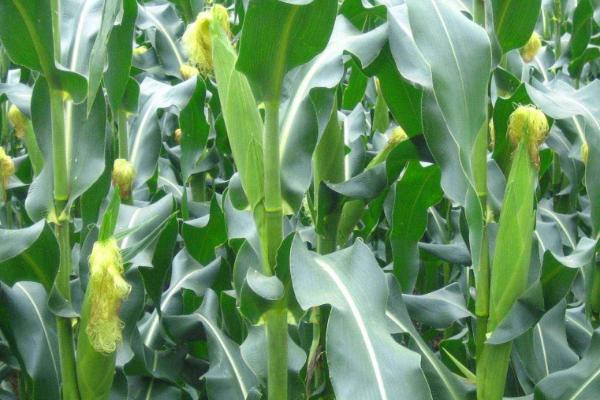大好6083玉米品种的特性，一般适宜播期4月中上旬