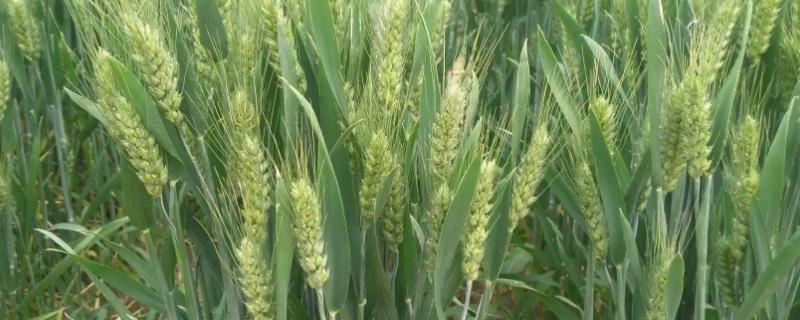 滇麦8号小麦品种的特性，白粉病高抗(HR)