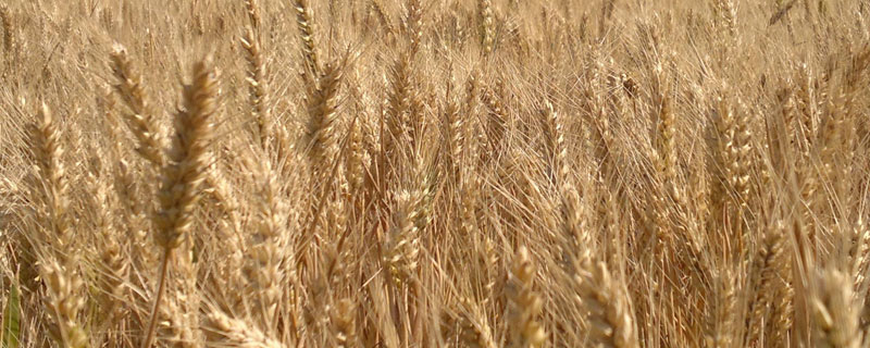 云麦84小麦种子特征特性，半免耕栽培或精耕细作种植