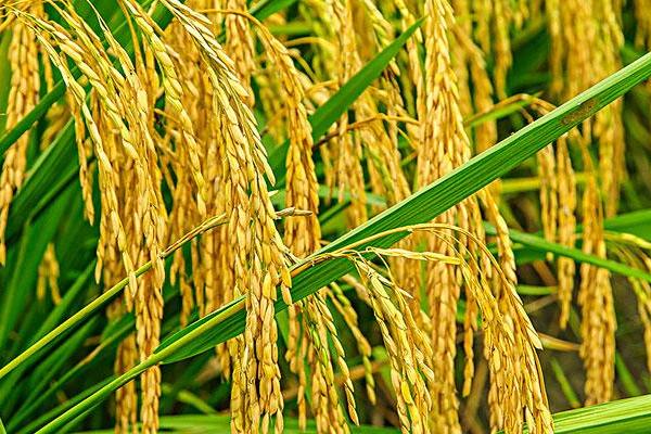 红阳3号水稻种子特征特性，全生育期177.3天