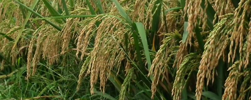 保两优284水稻种子特点，全生育期171.8天