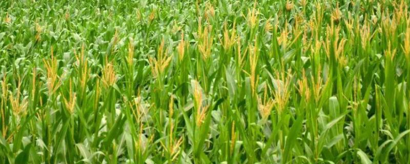 秾玉619玉米种子介绍，适宜密度4500株/亩