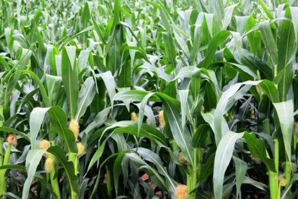 秾玉619玉米种子介绍，适宜密度4500株/亩