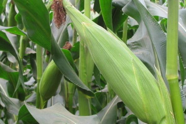 陕科187玉米种简介，适宜播种期6月中上旬