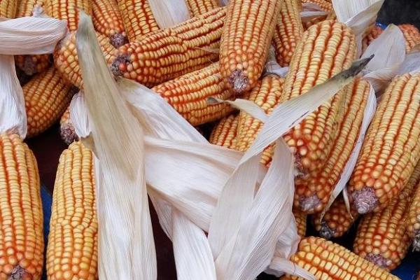 金科玉3328玉米品种的特性，夏播生育期105天左右