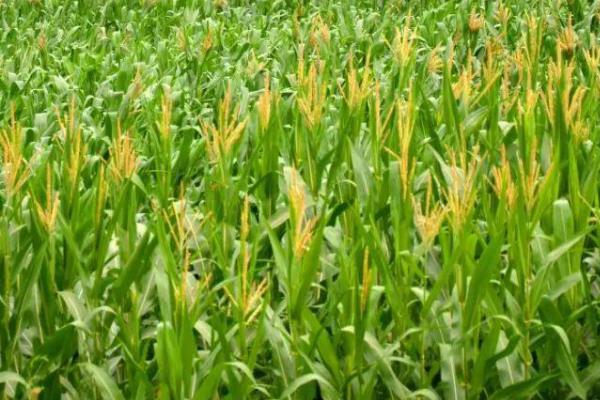 陕科187玉米种简介，适宜播种期6月中上旬