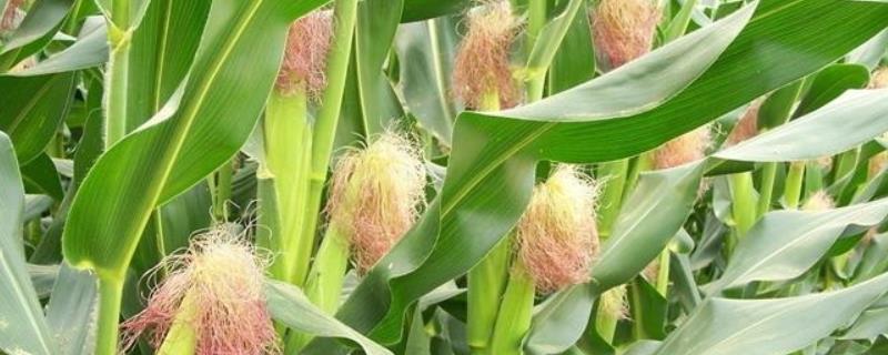 陕单8807玉米种简介，适宜播种期6月上旬～6月中旬