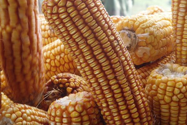 农科大33玉米种子特点，适宜播种期6月上到6月中旬