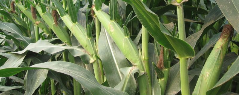 先玉2006玉米品种简介，适宜播种期6月上旬～6月中旬