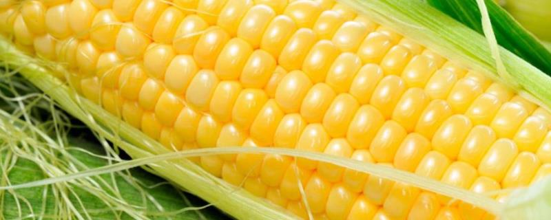渭玉919玉米种子特征特性，中抗穗腐病和灰斑病