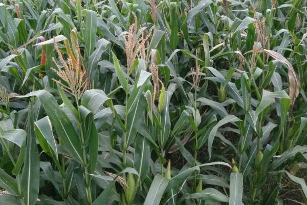 强盛219玉米种子简介，春播适宜播期4月末-5月初