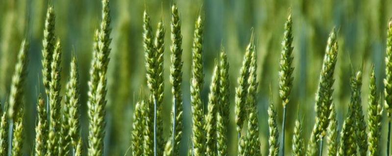 沔麦188小麦品种简介，属春性品种