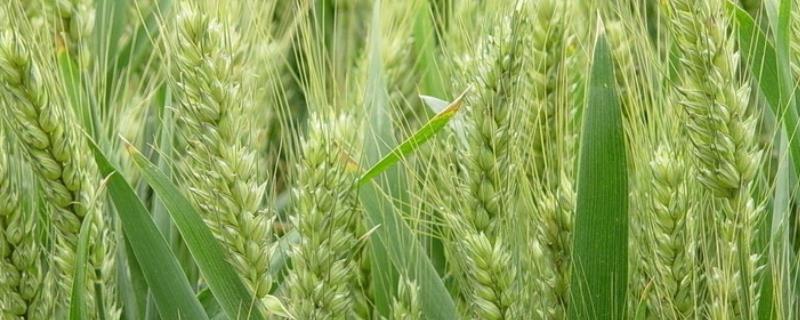 西农282小麦种子特征特性，为多穗型品种