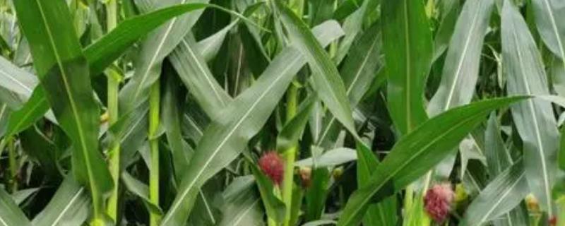 丽单3号玉米种子特征特性，及时防治螟虫和粘虫