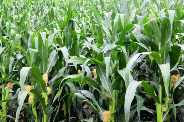 紫金玉1号玉米品种的特性，追肥每亩用尿素40千克