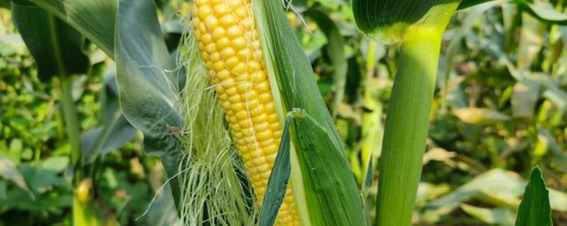 德玉10号玉米种子简介，缺锌地区每亩补锌肥1-2公斤