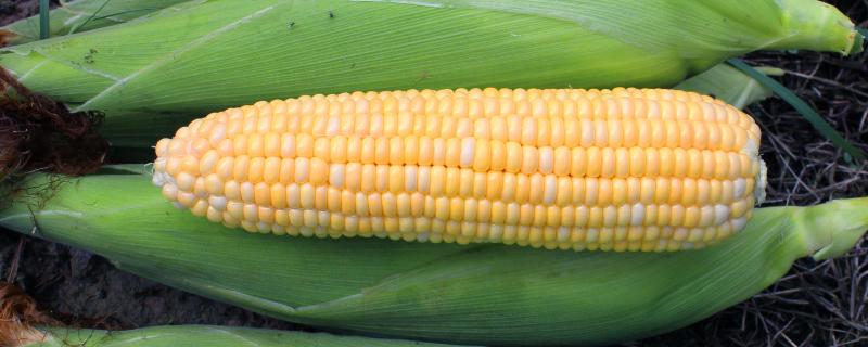 明玉9686（扩区）玉米种子简介，区试平均生育期134.3天